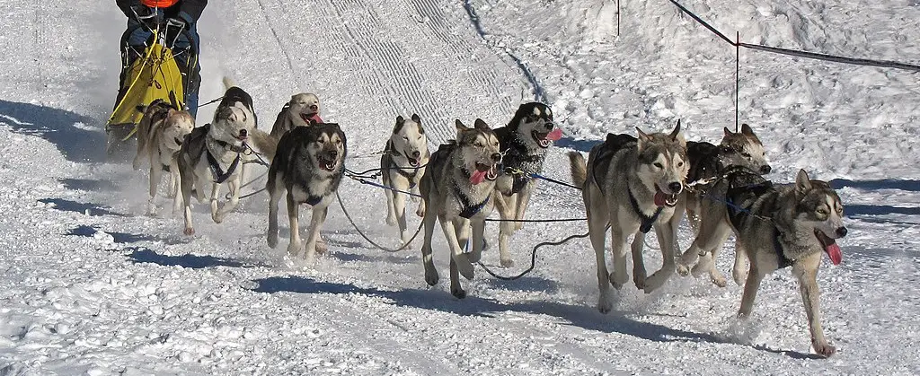 A dog sledding team