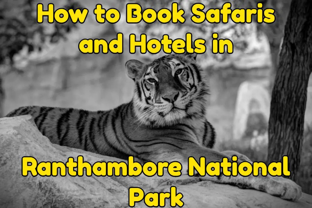 Booking safaris and hotel in Ranthambore National Park