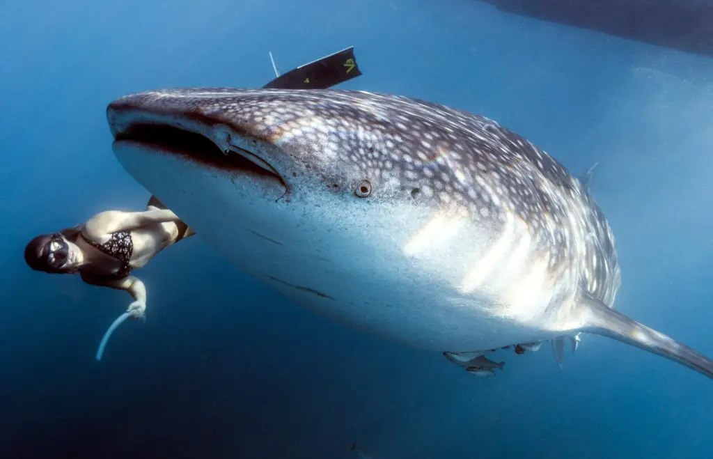 Ningaloo, Australia - Where to go in March