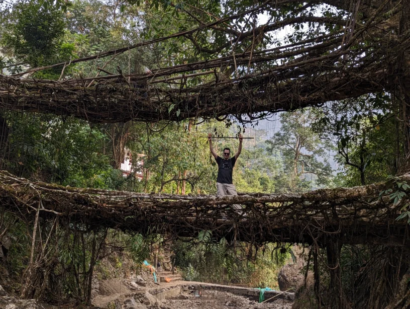 Adam on the double-root tree bridge