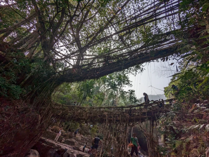 A view of the double-root tree bridge