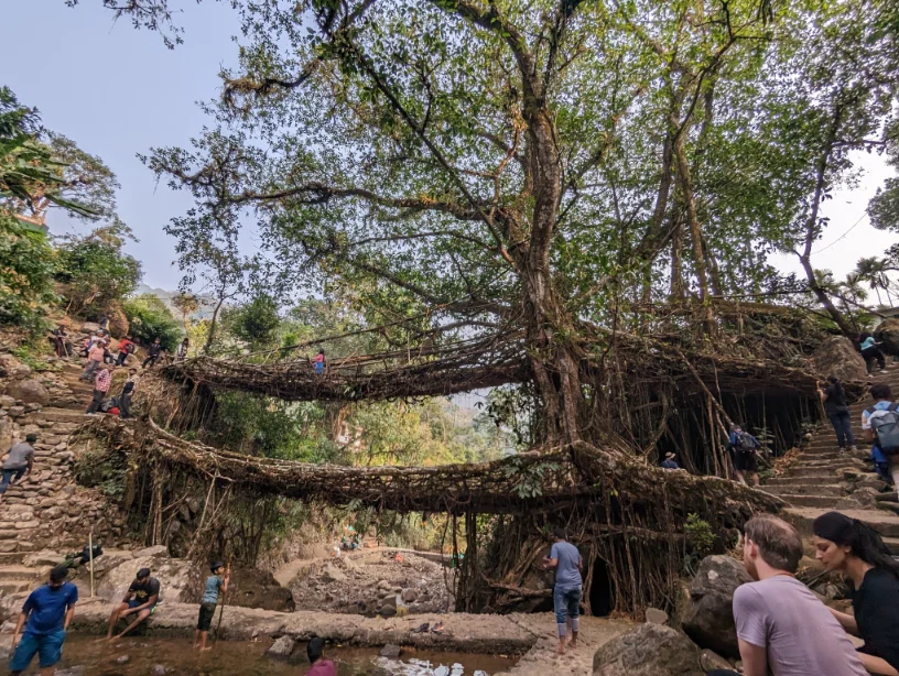 A full view of the double-root tree bridge