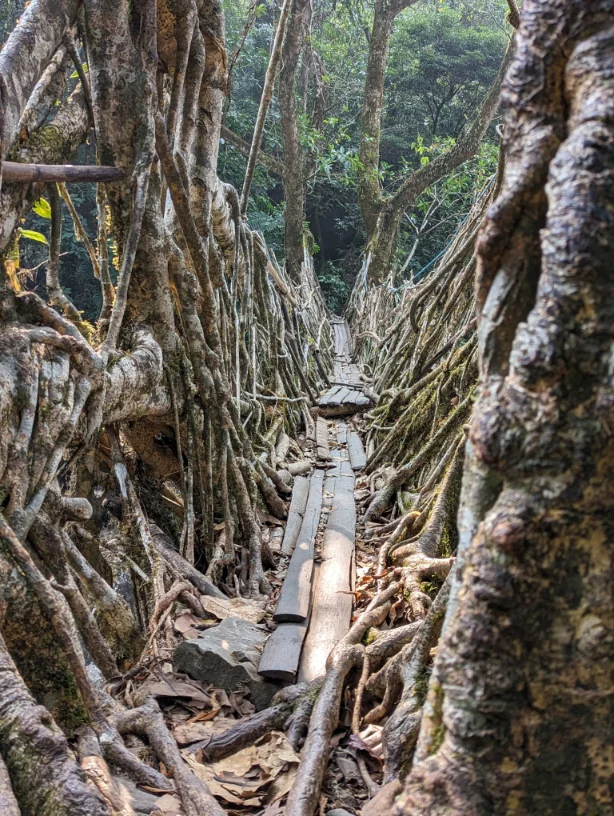 walking across a single root tree bridge