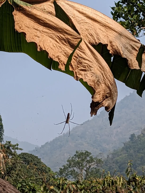 A big spider hangs off a tree with a great view behind it