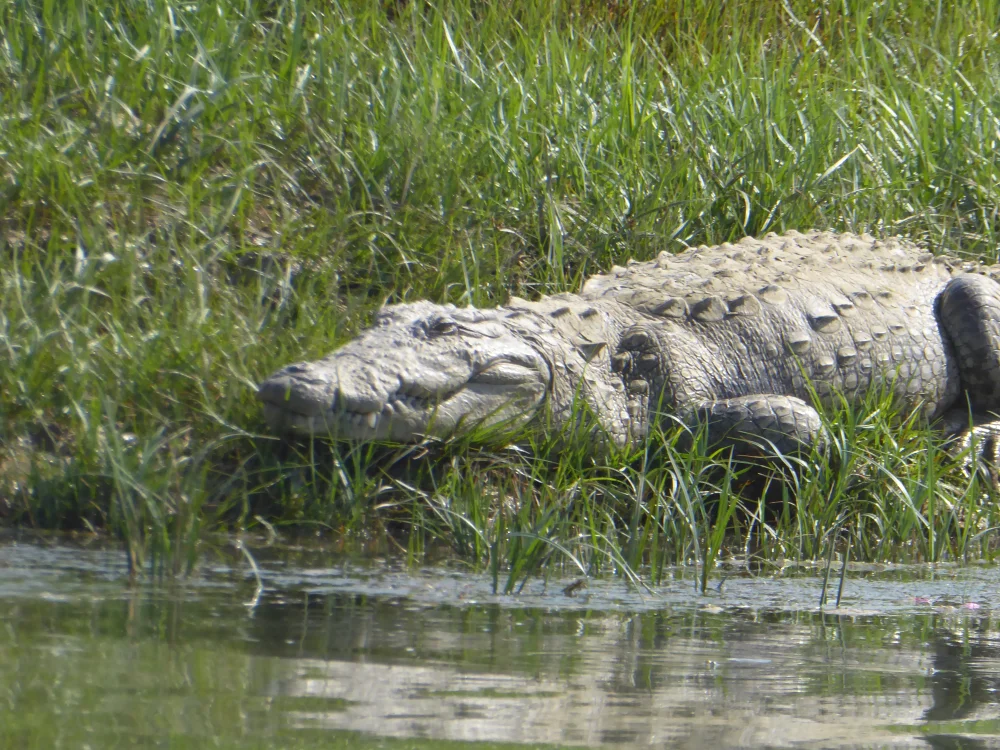 Crocodile at Ranthambore National Park