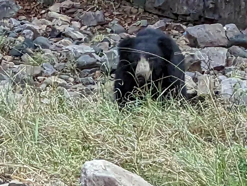 Ranthambore National Park - Sloth Bear