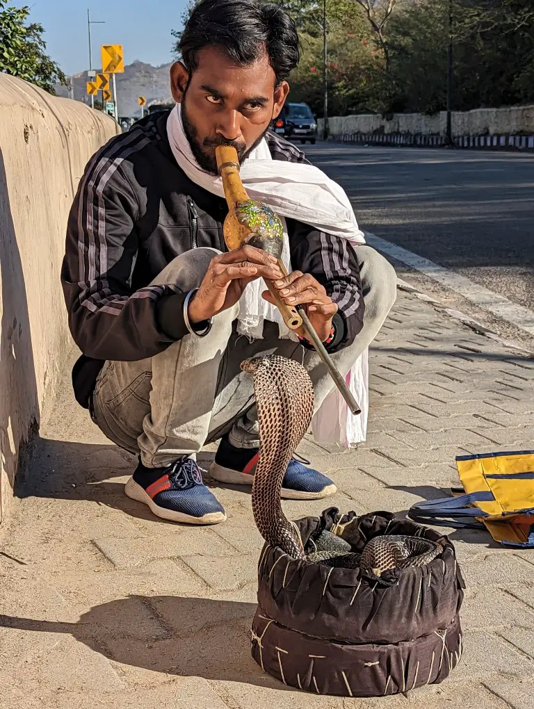The snake charmer experience