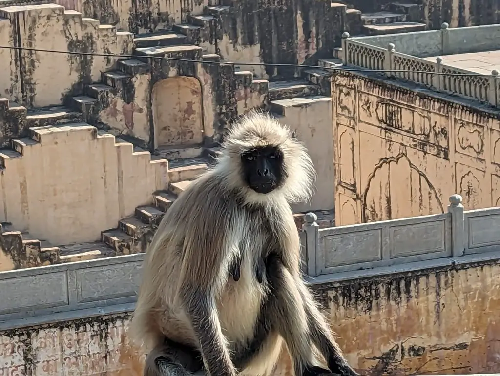 Jaipur Stepwell - Monkey