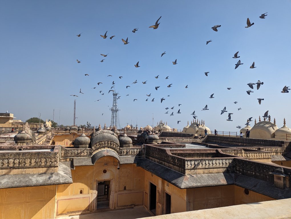 The rooftop with birds flying at Nahargarh Fort / Tiger Fort