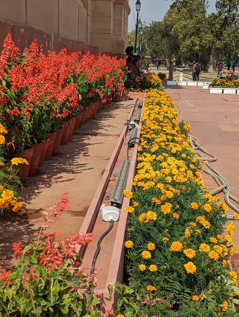 Flowers at India Gate, Delhi India